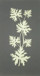 Foglie